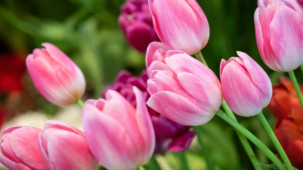 fresh natural tulips flower , tulips blooming in morning pink tu