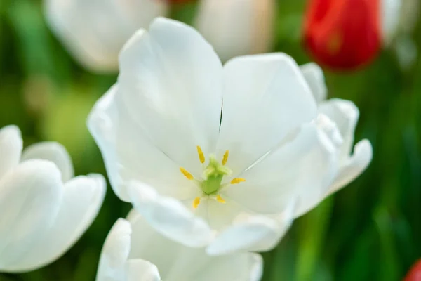 fresh natural tulips flower , tulips blooming in morning ,white