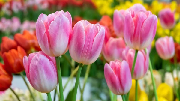 fresh natural tulips flower , tulips blooming in morning