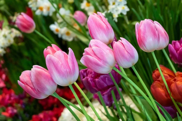 Свежие натуральные тюльпаны, цветущие по утрам тюльпаны Стоковое Изображение