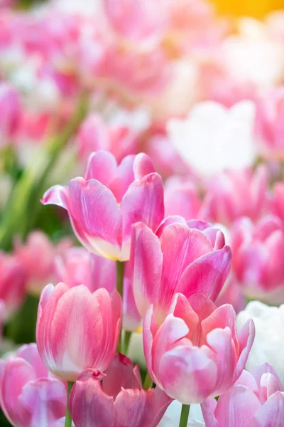 신선 한 천연 튤립 꽃, 아침에 분홍색으로 피는 튤립 로열티 프리 스톡 사진
