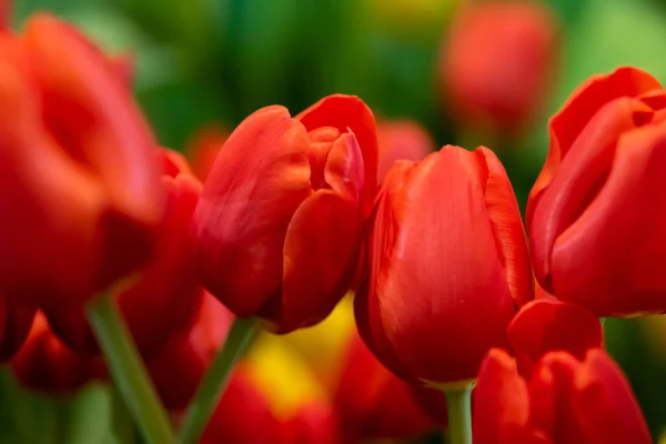 신선 한 천연 튤립 꽃, 아침에 붉은 튤립 꽃이 피는 튤립 스톡 사진