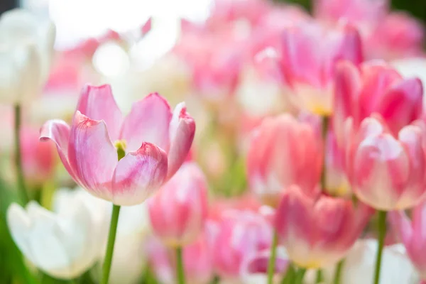 신선 한 천연 튤립 꽃, 아침에 분홍색으로 피는 튤립 로열티 프리 스톡 이미지