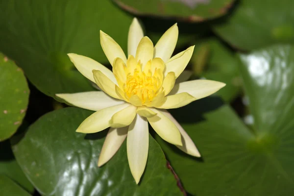 Close up view of a beautiful yellow Lotus — Stock Photo, Image