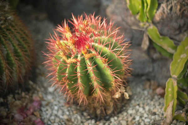 Vista panoramica di un giardino di cactus — Foto Stock