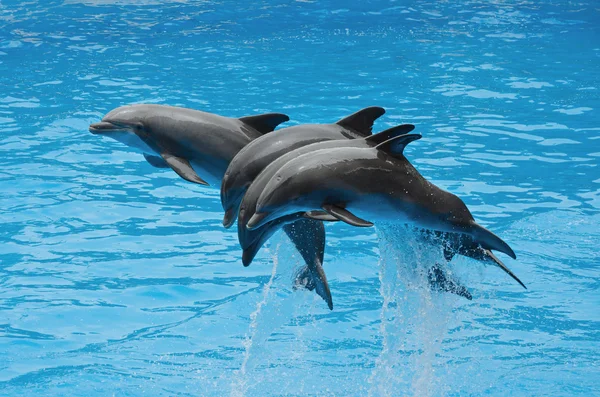 Delfines jugando en la piscina — Foto de Stock