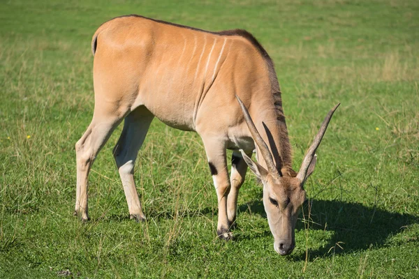 Antilope steht auf dem Gras — Stockfoto