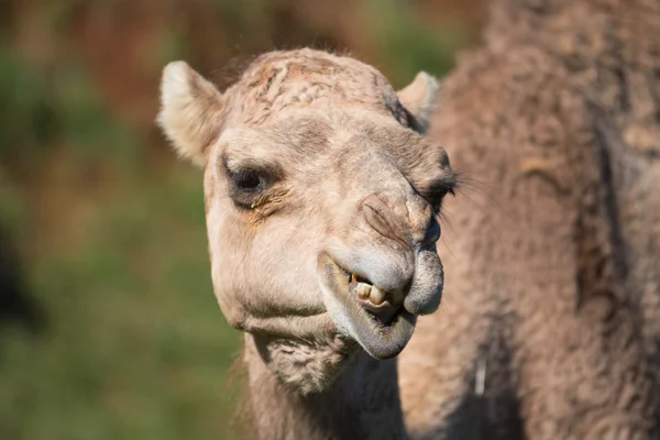 Närbild porträtt av en kamel — Stockfoto