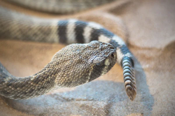 Çıngıraklı yılan (crotalus) yakın görünüm — Stok fotoğraf