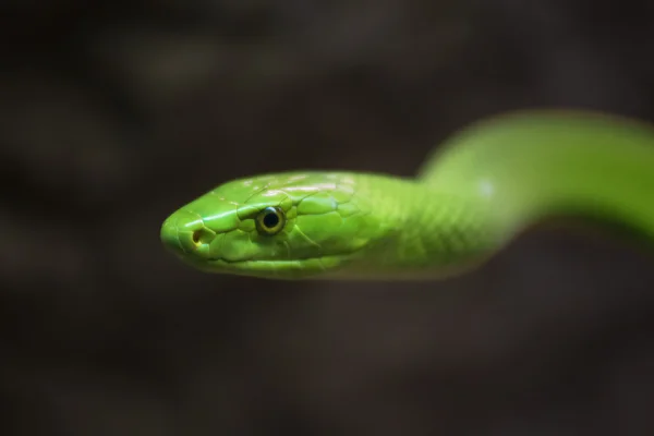 Yeşil Mamba kapatmak dikey — Stok fotoğraf