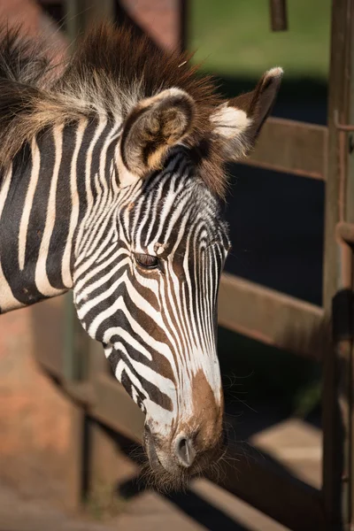 Nahaufnahme eines Zebras — Stockfoto