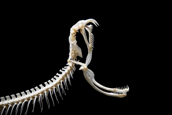 Esqueleto de serpiente sobre fondo negro aislado —  Fotos de Stock