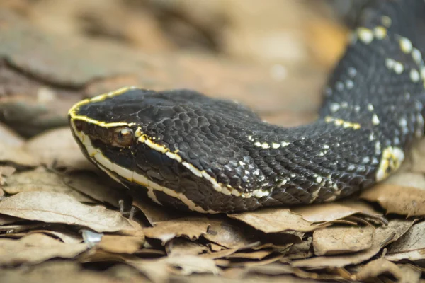 Portrait of a black snake head — Stock Photo, Image