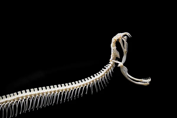 Squelette de serpent sur fond noir isolé — Photo
