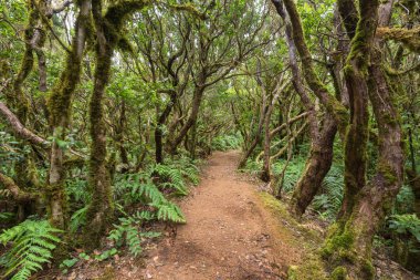 Orman manzara Tenerife, Kanarya Adası, İspanya.