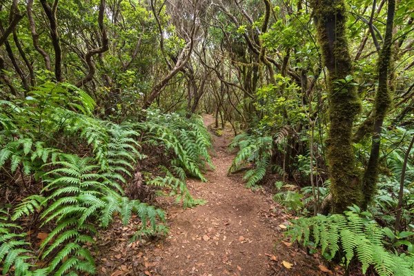 Orman manzara Tenerife, Kanarya Adası, İspanya.