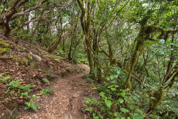 Paisagem florestal em Tenerife, Ilha Canária, Espanha . — Fotografia de Stock