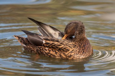 Bir su birikintisi sonbahar sezonunda ördek.