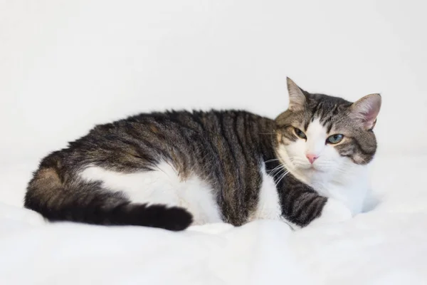 Beautiful white cat relaxing on a blanket — Stock Photo, Image