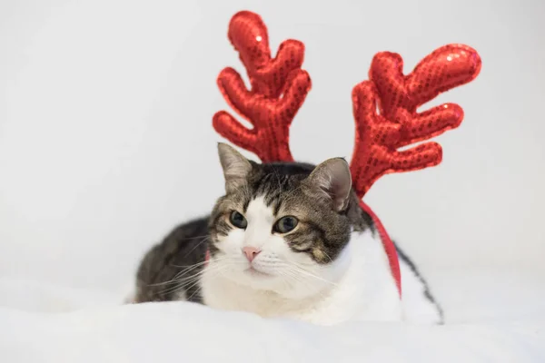 Rolig jul rudolph renar katt, liggande på en filt. — Stockfoto