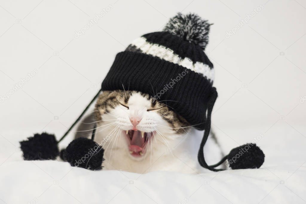 Funny cat yawning ready to sleep, wearing a warm hat with pompon