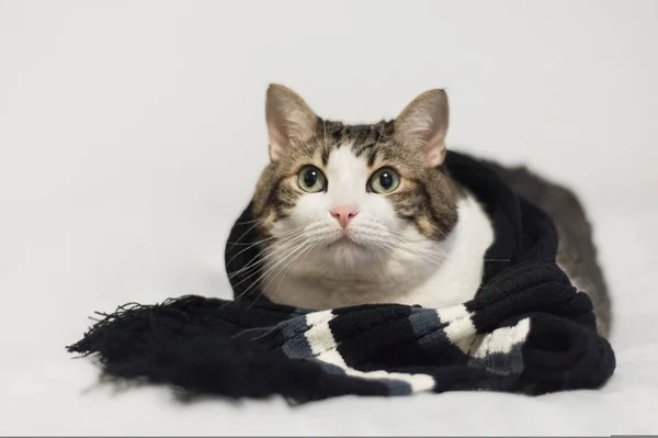 Забавный кот в тёплом шарфе. Лежит на одеяле. Зимние моря — стоковое фото