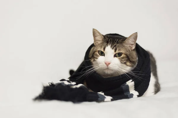 Funny cat wearing a warm scarf. Lying  on a blanket. — Stock Photo, Image