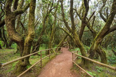 Yağmur ormanlarında Garajonay Milli Parkı, La Gomera, Kanarya Adaları, İspanya.