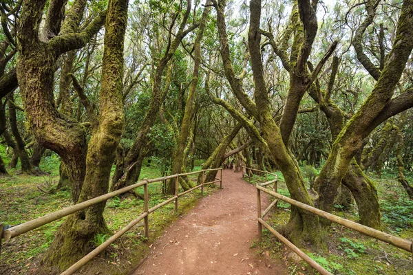 Floresta tropical no parque nacional de Garajonay, La Gomera, ilhas Canárias, Espanha . — Fotografia de Stock