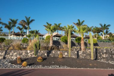 Kentsel kaktüs park Alcala Köyü, suth Tenerife Adası, Kanarya Adaları, İspanya.