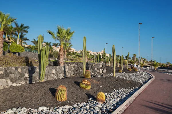 Parco urbano di cactus nel villaggio di Alcala, suth Tenerife island, Isole Canarie, Spagna . — Foto Stock