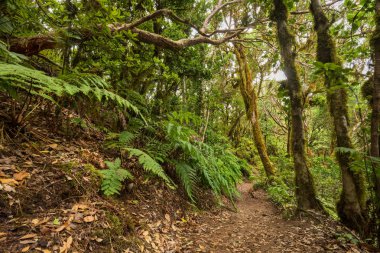 Anaga yağmur ormanı Tenerife Adası, Kanarya Adaları, İspanya.