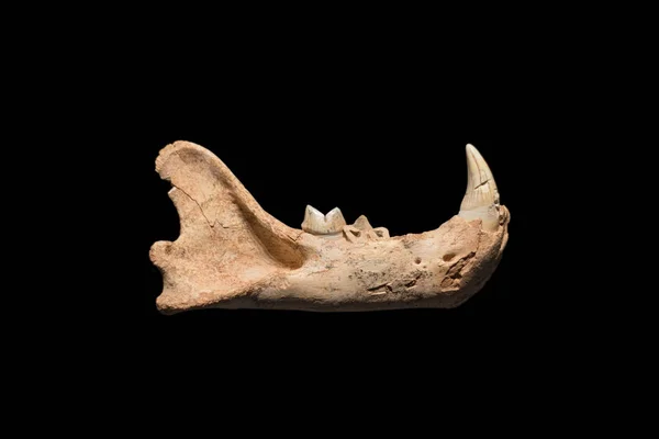 Prehistorische fossiele, Lion onderkaak op zwarte geïsoleerde achtergrond, 500.000 jaar oud fossiel. — Stockfoto