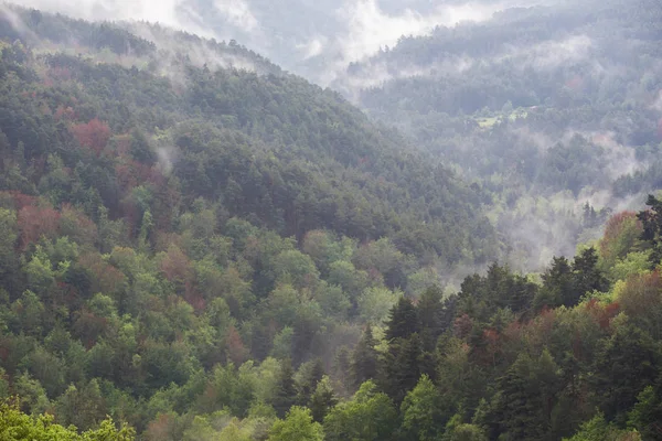 Autumn misty forest in La Rioja, Spain. — Stock Photo, Image