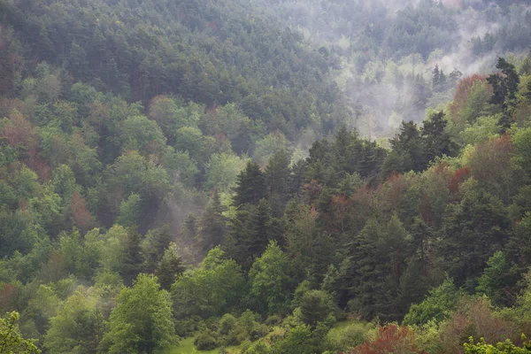Herbstlich nebliger Wald in la rioja, Spanien. — Stockfoto