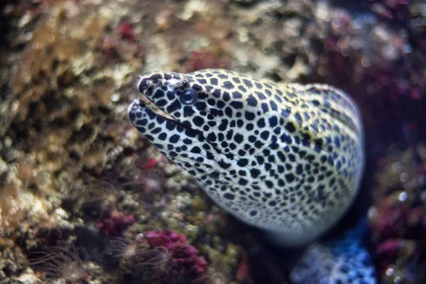 Close-up van een murene-vis. — Stockfoto