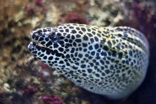 Close-up van een murene-vis. — Stockfoto