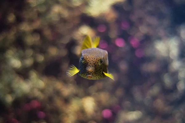 Tropische vissen in het aquarium zwemmen. — Stockfoto