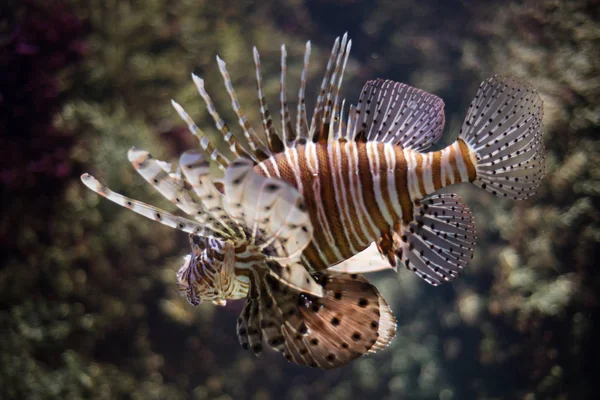 Peixes escorpiões nadando no aquário — Fotografia de Stock