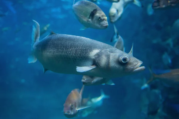 Fishes swimming in large seawater aquarium.