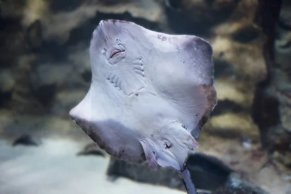 Stingray zwemmen in het aquarium — Stockfoto