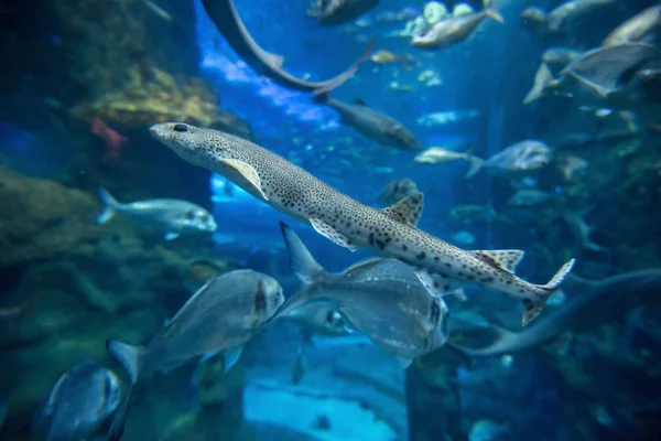 Vissen zwemmen in het grote zeewater aquarium. — Stockfoto