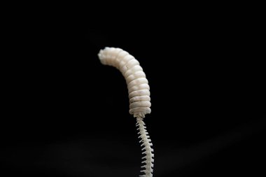 Bir çıngıraklı yılan kuyruğu siyah yalıtılmış zemin üzerine kemiklerin