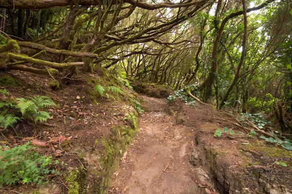 Floresta tropical de Anaga em Tenerife, Ilhas Canárias, Espanha . — Fotografia de Stock