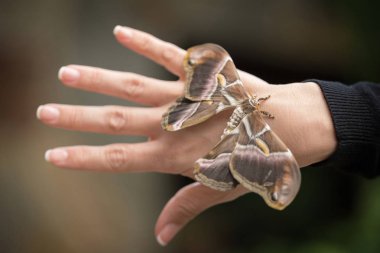 Close up tropical butterfly on woman hand.