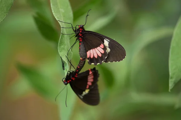 緑の葉に蝶 (Heliconus) のカップル. — ストック写真