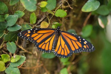 Dev tropikal kelebek (Danaus plexippus). 