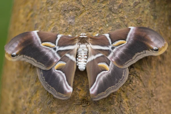 Giant Butterfly (Samia Ricini). — Stock Photo, Image