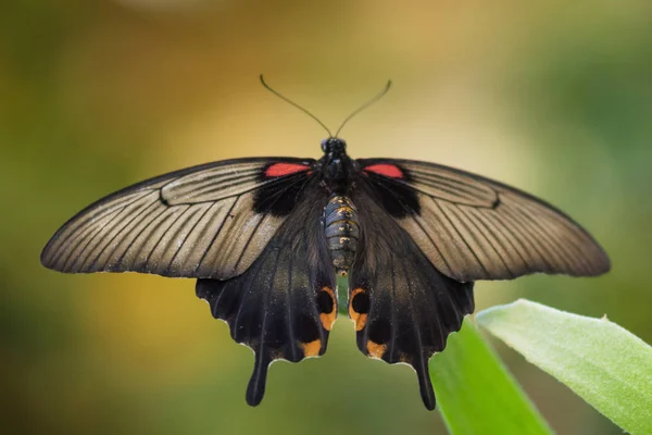 Papillon tropical géant (Papilio Memnon) sur feuille verte . — Photo