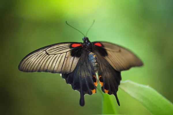 Reuze tropische vlinder (Papilio Memnon) op het groene blaadje. — Stockfoto